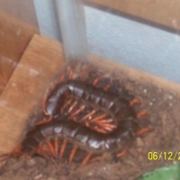 Vietnamese centipede (Scolopendra subspinipes)