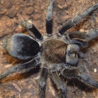 Grammostola pulchra