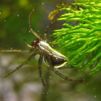 Water spider (Argyroneta aquatica)