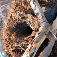 Hogna Carolinensis burrow