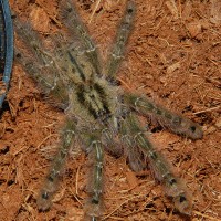 Juvenile Stromatopelma calceatum