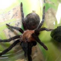 Could you help me to find out what tarantula is it?