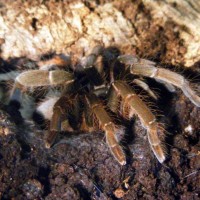 Hysterocrates gigas juvenile female