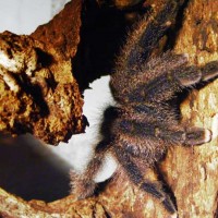 Avicularia SP. "Amazzona purple" female