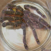 Poecilotheria ornata