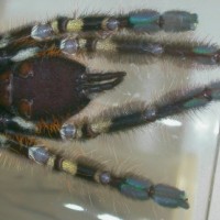 Poecilotheria ornata