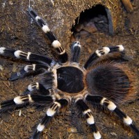 Acanthoscurria geniculata