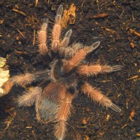 Brachypelma klaasi