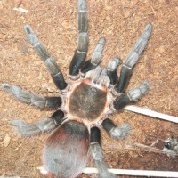 Brachypelma epicuraneum