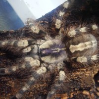 (Poecilotheria formosa)