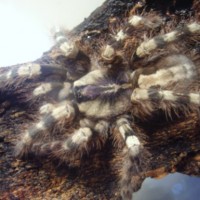 (Poecilotheria formosa)