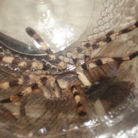 (Poecilotheria formosa)