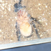 A.seemanni boy or girl?