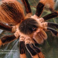 Megaphobema Robustum (Female)