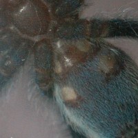 A. versicolor