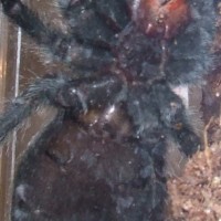 G. Pulchra