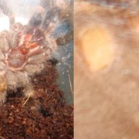 N. coloratovillosus 3" LS: