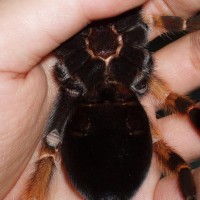 Brachypelma boehmei,female?