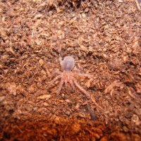 Brachypelma smithi