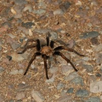 unknown tarantula