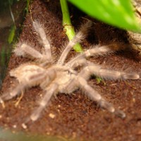 Poecilotheria tigris 1.0 adult (look the color & ... ;)