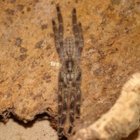 Poecilotheria tigris 1.0 adult