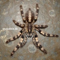 Poecilotheria tigris 0.1