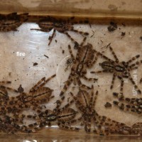 Poecilotheria subfusca.. look the pretty small males/females! i take the darker... ;)