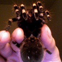 A. geniculata sexing