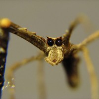 The Boogeyman (Deinopis, net-casting spider)