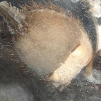 P. Regalis