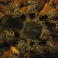 My new unknown tarantula