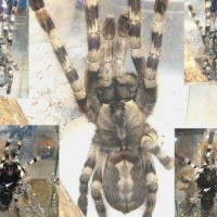 Poecilotheria ID