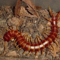 Scolopendra robusta of 10''