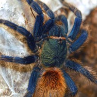 Chromatopelma cyaneopubescens