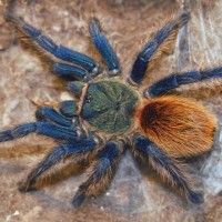 Chromatopelma cyaneopubescens