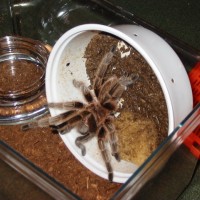 Grammostola rosea