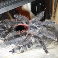 Avicularia sp. Peru purple