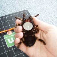 Size comparisons of 6" Female B. Smithi