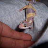 Leopard Gecko(High Yellow)