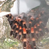 My B Smithi in her retreat