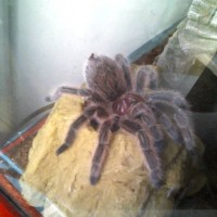 Izumi molted