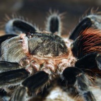 Brachypelma vagans