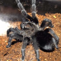 Grammostola pulchra