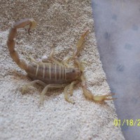 Androctonus amoreuxi(Egypt)