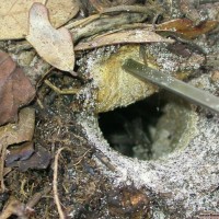 Trapdoor Baboon Spider-Cyphonisia sp.