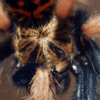 Chromatopelma cyaneopubescens