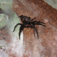 Funnel Web a little angry