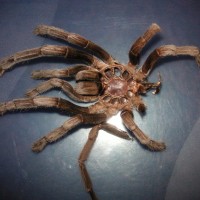 Australian Tarantula Skin