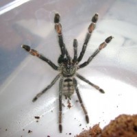 P. irminia